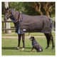 Weatherbeeta overgangsdeken 100 gram Comfitec Ultra Cozi II Detach-a-neck medium/lite